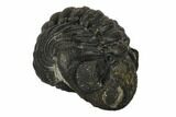 Bargain, Enrolled Austerops Trilobite - Morocco #119041-1
